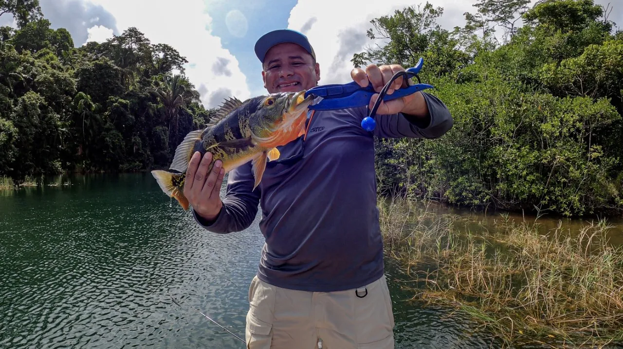 Rainier y el Sargento: Una Captura para Recordar - En esta instantánea, Rainier presenta un impresionante sargento capturado en las aguas del lago Gatún. Un testimonio de la emoción y la recompensa que brinda este amado deporte. Todos los créditos para @fishnpanama por su excelente trabajo fotográfico.