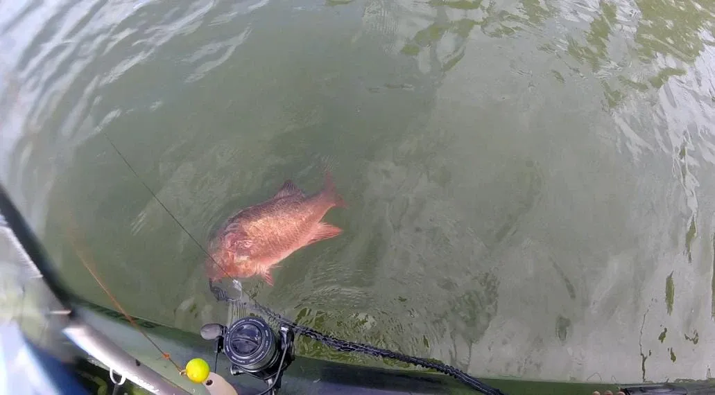 La Captura de la Gloria - Este es el formidable Pargo Rojo, la captura que selló la victoria de Marlon en el torneo Jigging Master-Mutis. Con su brillante color rojo y su imponente tamaño, este pescado representa no sólo el desafío vencido, sino también la belleza y la emoción de la pesca deportiva.