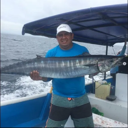 El Wahoo de Palo Seco: Un Titan del Océano - En esta fotografía, un pescador muestra con orgullo un impresionante Wahoo capturado en las aguas de Palo Seco. Un testimonio del emocionante mundo que aguarda a los pescadores en este rincón privilegiado de Panamá.