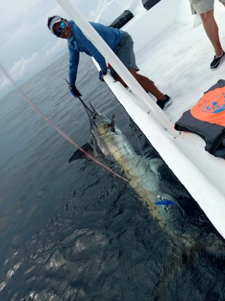 Aventura Inolvidable: La Emoción de Capturar un Pez Marlin en Pesca Cambutal - Experimenta la emoción de la pesca deportiva con nuestras fotos de clientes orgullosos mostrando sus capturas de Pez Marlin. Este pez, famoso por su tamaño impresionante y su espíritu luchador, ofrece una experiencia de pesca que se queda grabada en la memoria. Únete a nosotros en Pesca Cambutal y vive tu propia aventura de pesca inolvidable.
