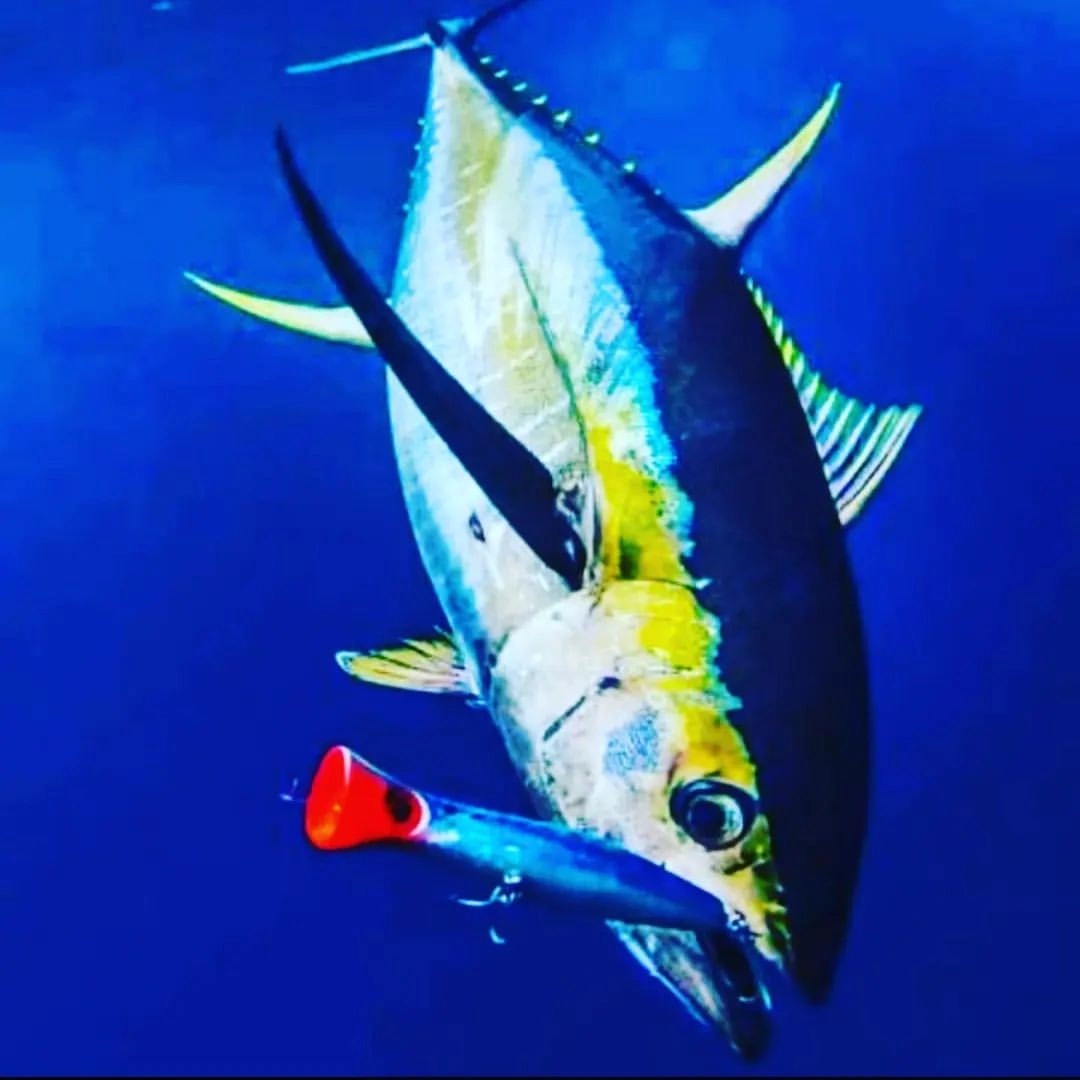 Pesca de Atun con Popper - La pesca de atún con popper es una técnica emocionante que implica el uso de un tipo de señuelo llamado popper, que se mueve a través de la superficie del agua y crea un chapoteo que atrae a los peces. Los atunes son conocidos por su velocidad y fuerza, lo que puede hacer que la pesca con popper sea una experiencia emocionante y desafiante.

La península de Azuero en Panamá es conocida por ser un excelente lugar para la pesca de atún, por lo que es probable que la pesca de atún con popper sea una actividad popular en la zona.