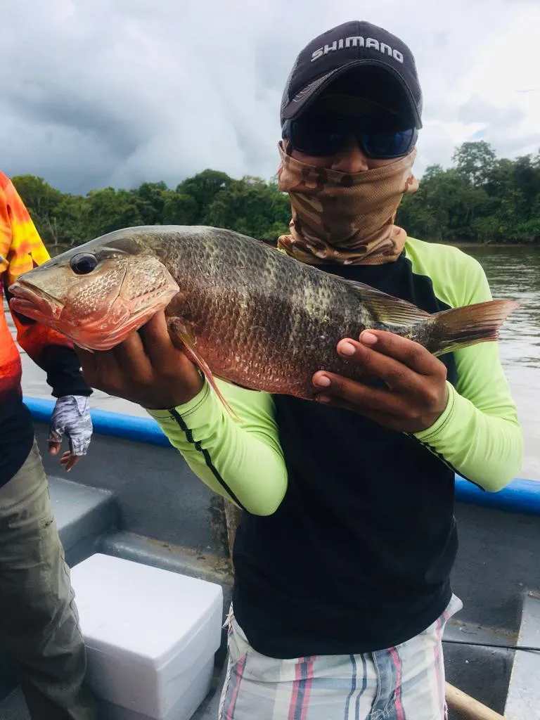 Captura épica de Pargo Rojo: Un trofeo de pesca con Bayano Fishing Sport - Echa un vistazo a esta increíble captura de nuestro cliente, quien posa orgullosamente con un impresionante Pargo Rojo! En Bayano Fishing Sport, sabemos cómo llevar la pesca deportiva al siguiente nivel. Nuestros guías expertos te llevarán a los mejores spots de pesca en Río Bayano e Isla Chepillo, donde podrás enfrentarte a este desafiante pez y disfrutar de una lucha emocionante. El Pargo Rojo es conocido por su resistencia y su delicioso sabor, convirtiéndolo en una de las especies más buscadas en nuestras aguas. ¡Ven y descubre la emoción de capturar tu propio trofeo de Pargo Rojo con Bayano Fishing Sport!
