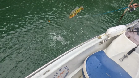 Una pelea con pez sargento - Un pez sargento peleando y saltando en el lago gatún.