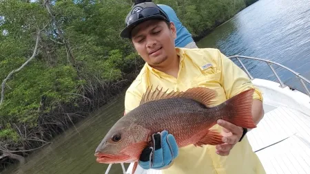 Golfo de Montijo - Adéntrate en el exuberante refugio verde de los mangles de Puerto Mutis. Estos árboles resilientes se alzan en las orillas, ofreciendo un santuario natural para peces, aves y otras especies. Descubre la belleza y la importancia de estos manglares costeros en la conservación de la biodiversidad.