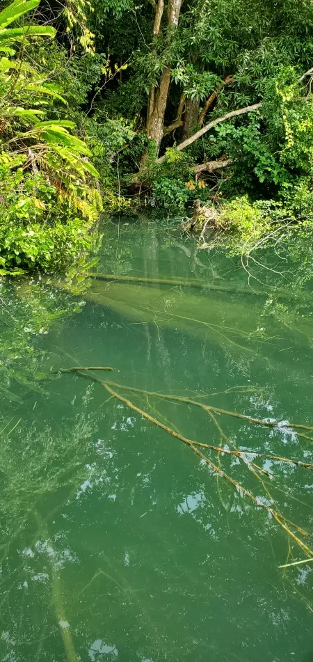 Lago Gatún - En esta imagen, podemos apreciar la claridad y la transparencia de las aguas del Lago Gatún mientras un pescador se sumerge en una emocionante jornada de pesca deportiva. El agua cristalina revela la rica vida acuática que habita en el lago, desde tilapias hasta sábalos, creando un escenario perfecto para la pesca.