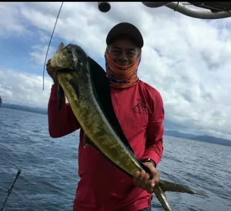 Dorado de Palo Seco: Un Regalo del Mar - En esta foto, un afortunado pescador sostiene su Dorado recién capturado, una especie emblemática de las aguas de Palo Seco. Una captura de este calibre no es solo una victoria personal, sino un tributo a la riqueza del ecosistema marino en esta región de Panamá.