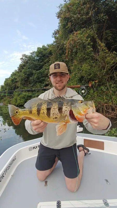 El Poder del Popper: Sargento Gigante en el Lago Gatún - La sonrisa de nuestro cliente dice todo: un Sargento gigante capturado utilizando un popper. Un hito memorable que demuestra la aventura que representa la pesca en Gatun Sport Fishing.