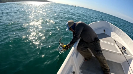 Aquí vemos un primer plano del Pez Gallo. Esta foto detalla su distintiva cresta dorsal y su impresionante belleza, simbolizando la esencia de la pesca deportiva.